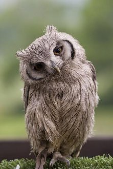 owl