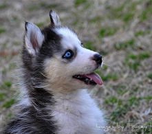 Husky