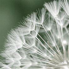 9/ Marie-claude Strausz