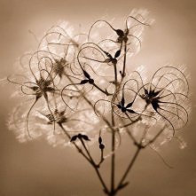 13/ Marie-claude Strausz