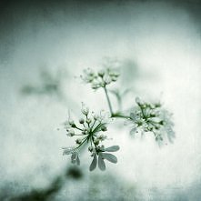 14/ Maria Frodl