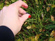 ostatnie jagody pewnego rok...