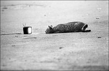 Relaks przed telewizorkiem