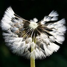 "pełnia" (do sypialni)