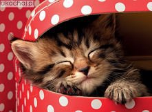 perfect gift (especially fo...