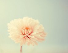 delicate floral sign