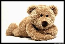 Brązowy miś zdziś