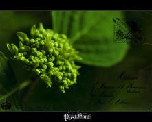 Moje Foto Post Cardy