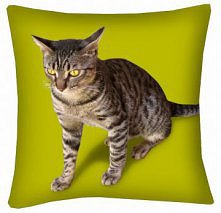 Kot z Krety rodem poduszka ...