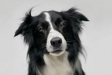 Border Collie :)- ulubiony...