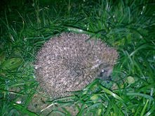 latem pod moim blokiem :)