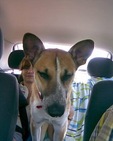 paskud wraca z wycieczki :)