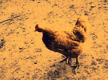 Koko Koko Euro Spoko ;D