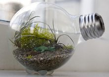 terrarium w starej dużej żarówce