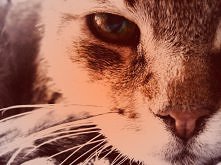 ` Nie istnieją koty zwyczajne .  ♥