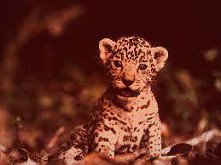 Dziki kot .. mrr ♥