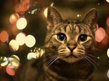 Bóg stworzył kota, żeby człowiek mógł głaskać tygrysa . ♥