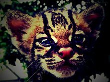 Mały Ocelot . ♥