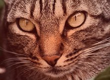 Nawet najmniejszy kot jest arcydziełem natury . ♥