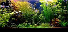 Akwarium holenderskie - bo ...