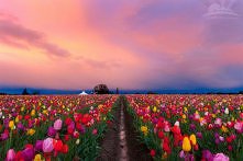 pola tulipanów, Oregon, USA