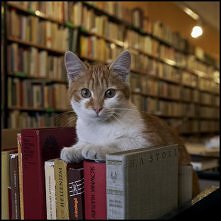 Dante, kot antykwaryczny, Wrocław, ul. Szewska :)