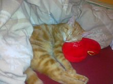 mój osobisty Dzwonek