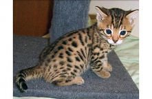 Bengalski <3