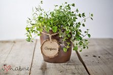 Zawieszki na zioła z plastr...