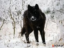 Wilki są bardzo interesującymi zwierzętami : )) .