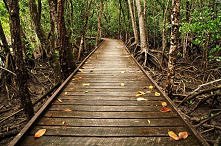 Mangrove boardwalk in Cairns, Australia