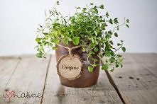 Tabliczki na zioła - plastry brzozy