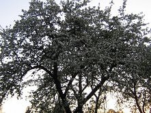 jabłon