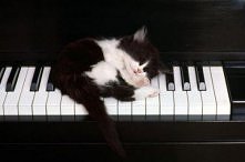 śpiący pianista ;)