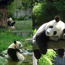 boska panda wielka :)