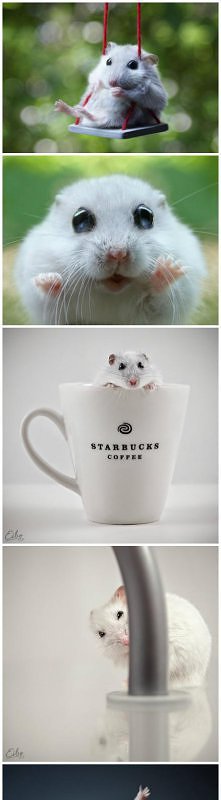 wszyscy kochamy chomiczki :)