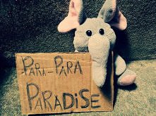 para para paradise!