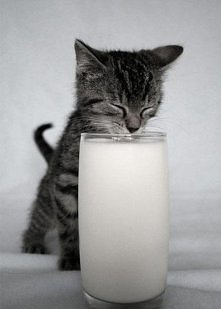 mlekoo  ;D