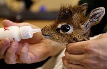 baby girafe