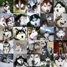 husky <3