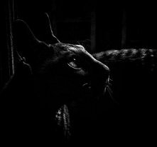 zdjęcie mistrzowskie