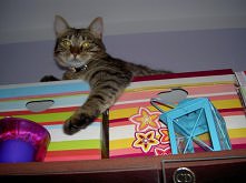 no co sie tak na mnie gapis...