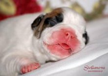 buldog francuski <3