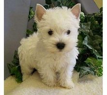 west highland white terrier