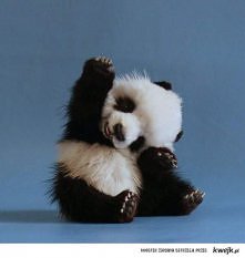 panda :)