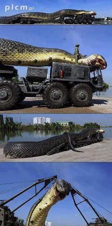 Największy wąż świata