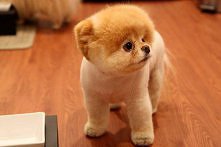 pieseczek :)  śliczności