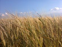 zwykłe niezwykłe pole pszenicy