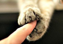 koteczki łapeczki ;)