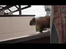 Jumping Cat Fail - I Believ...